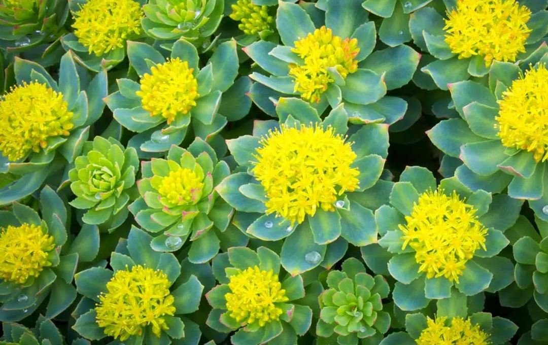 Rhodiola Rosea Supplements
